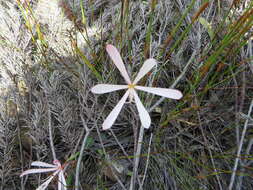 Image of Geissorhiza confusa Goldblatt