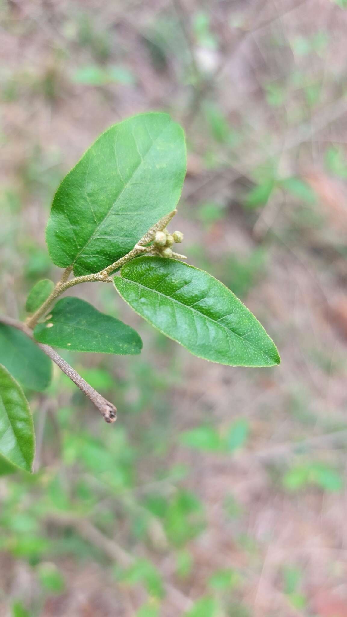 Image of Rough-leaved croton