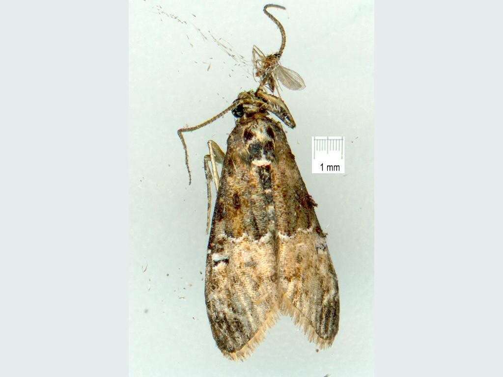 Image of Titanoceros thermoptera Lower 1903