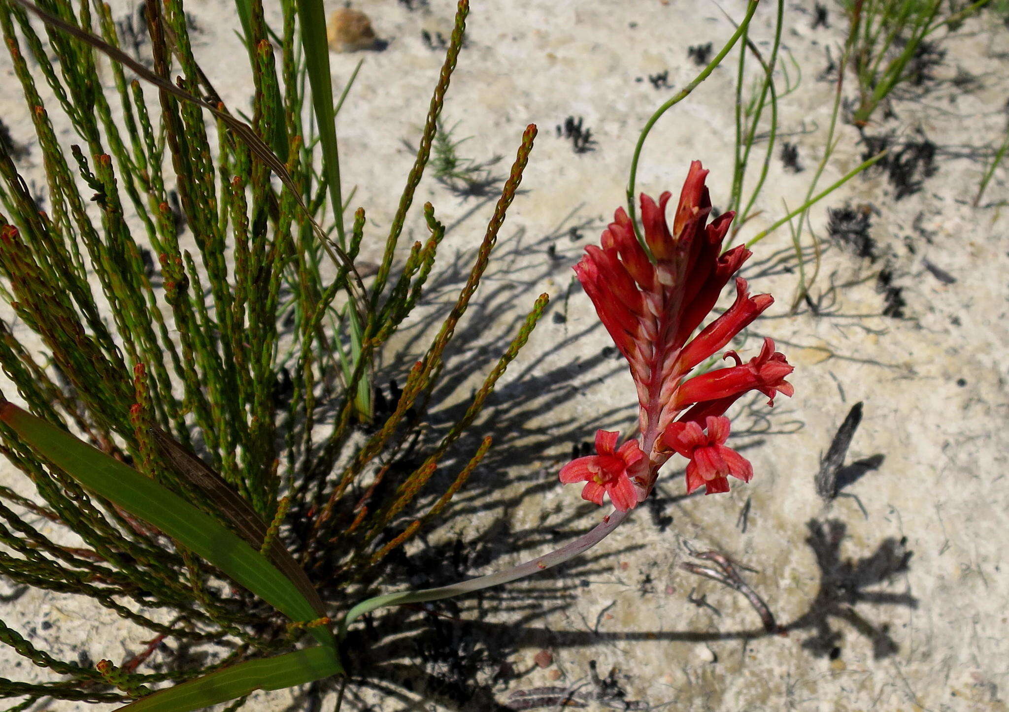 Tritoniopsis antholyza (Poir.) Goldblatt的圖片