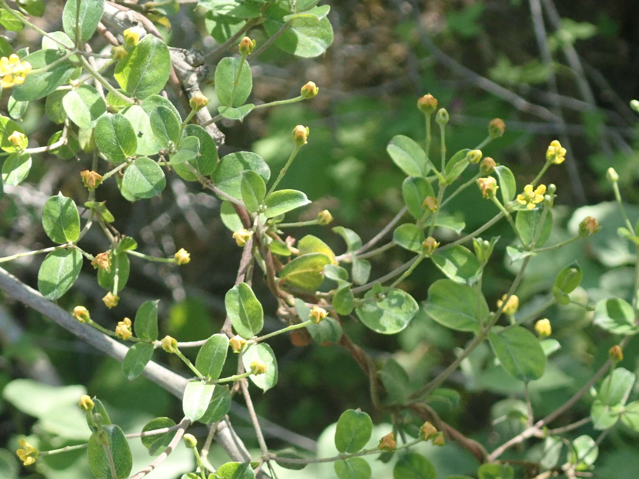 صورة Cottsia californica (Benth.) W. R. Anderson & C. Davis