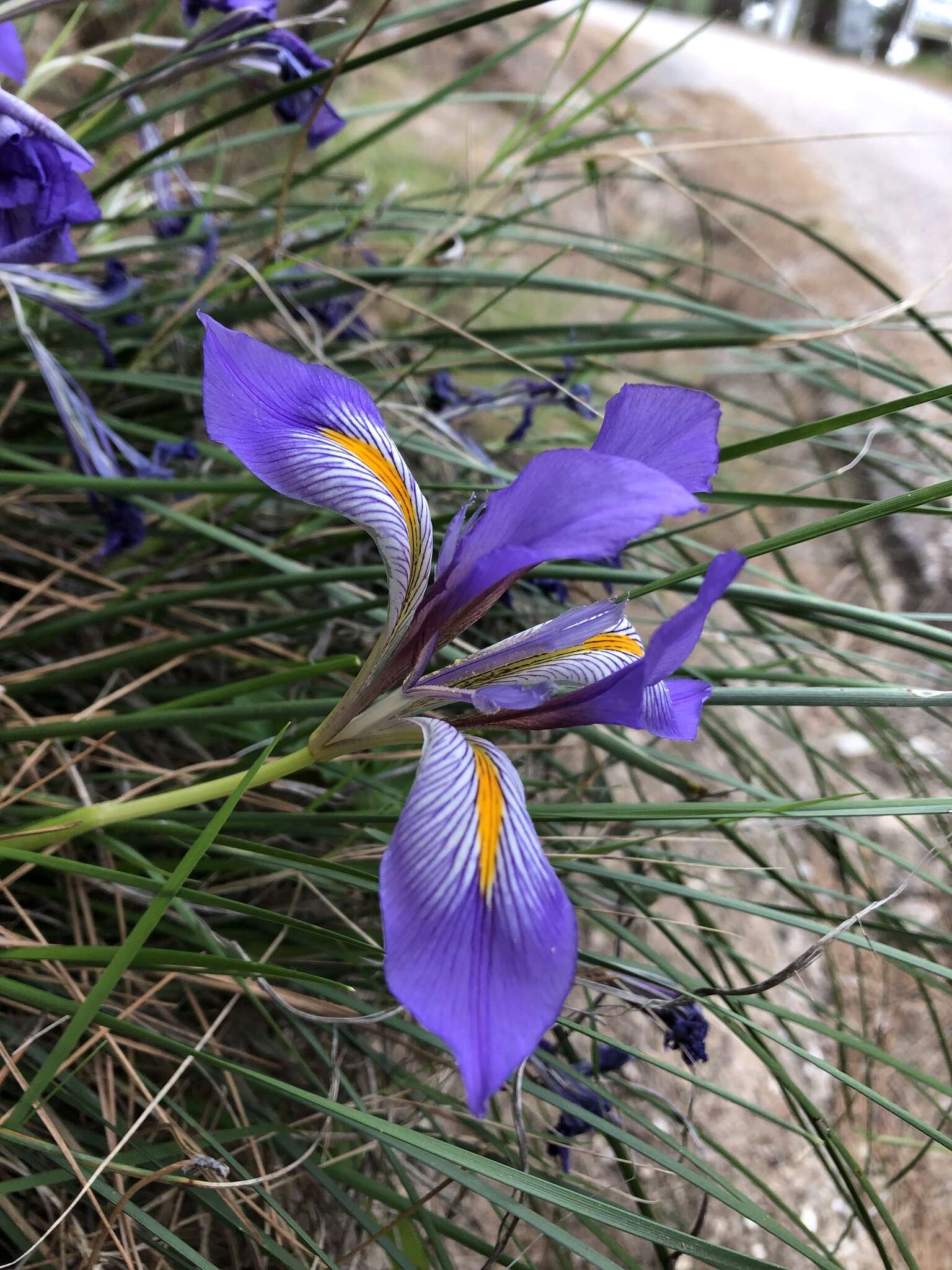 Plancia ëd Iris unguicularis Poir.