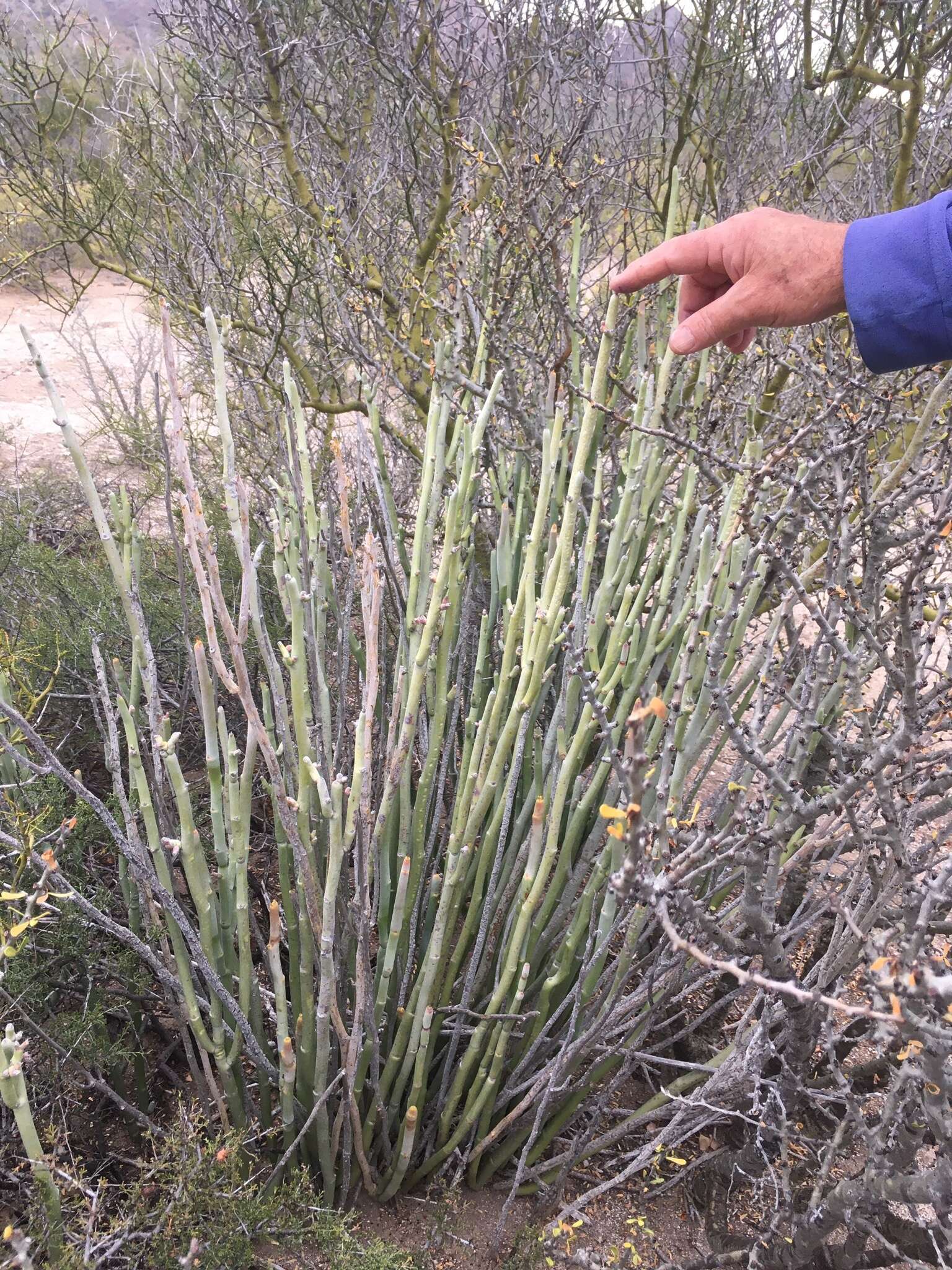 Image of Euphorbia lomelii V. W. Steinm.