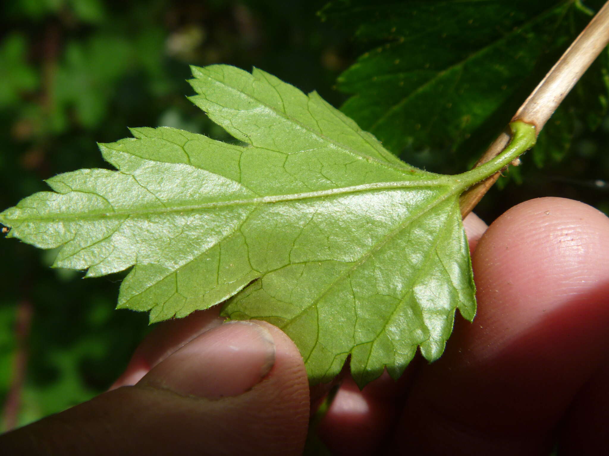 Image of Mountain Currant