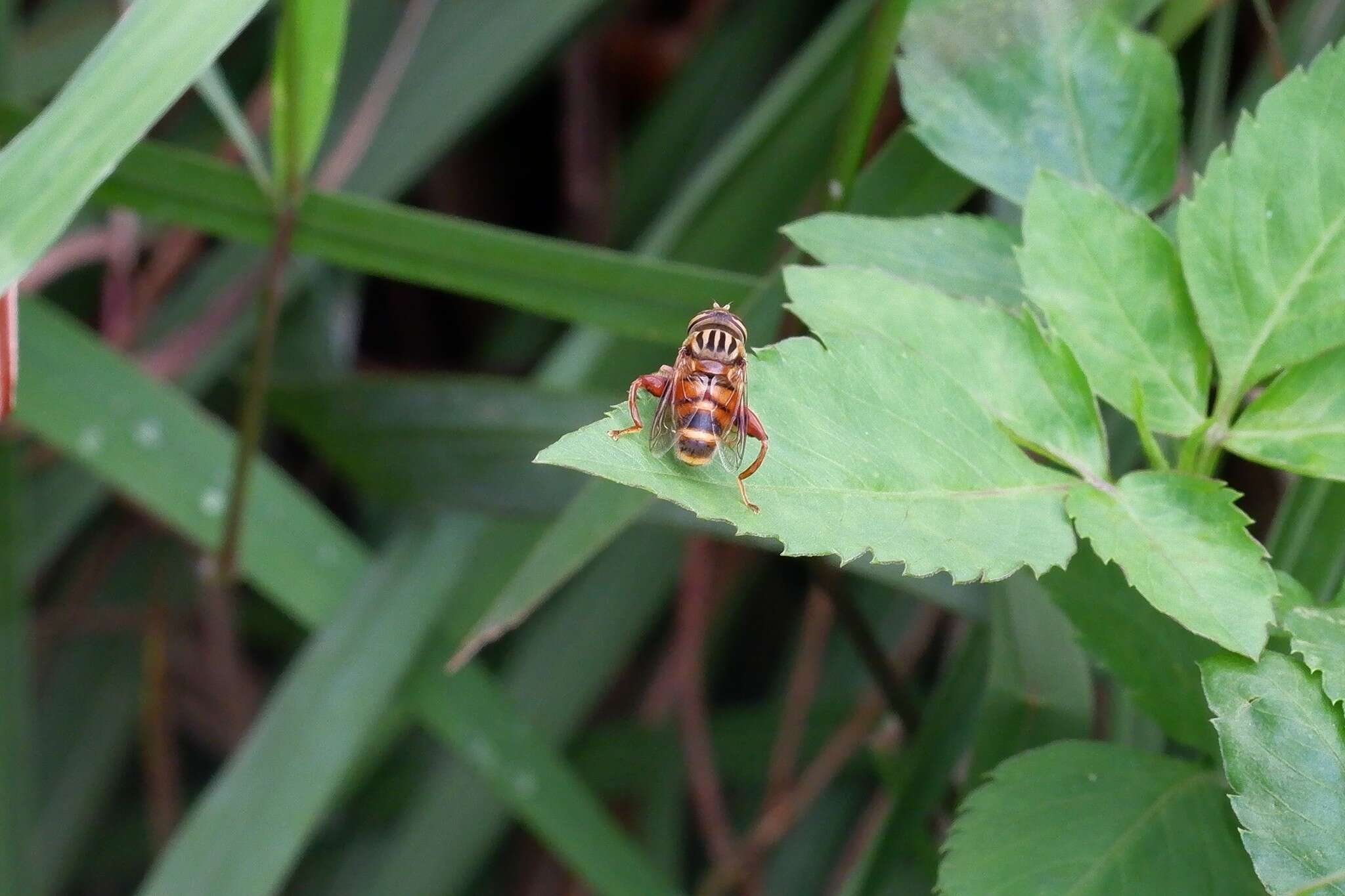 Imagem de Eristalinus paria (Bigot 1880)