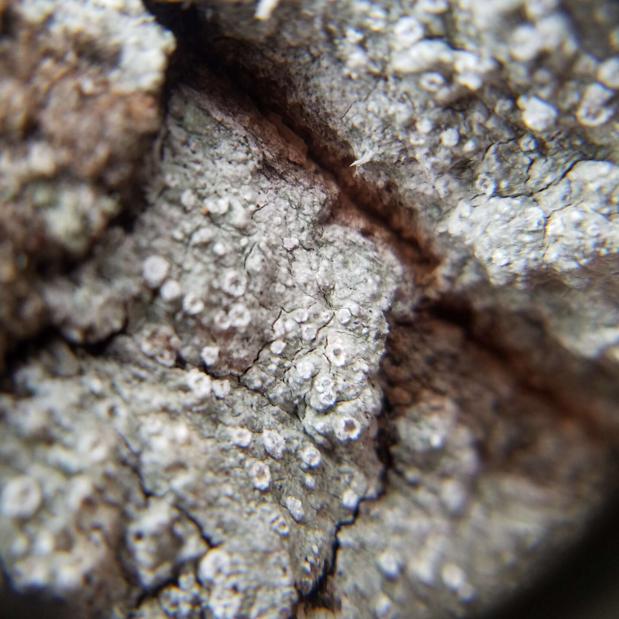 Image of pore lichen