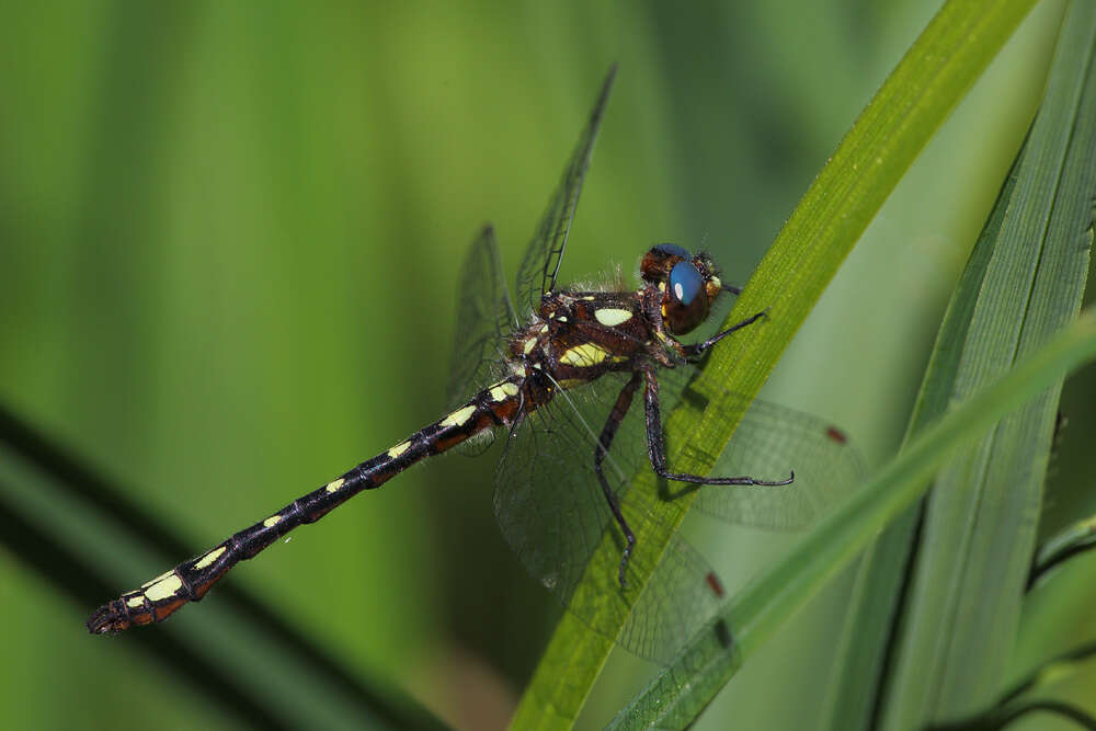 Image of Gomphomacromia paradoxa Brauer 1864