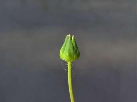 Image of Wright's dwarfdandelion