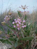 Image of purple sand verbena