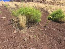 Image of white hoarypea