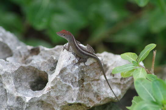 Image of Anolis sagrei sagrei Duméril & Bibron 1837