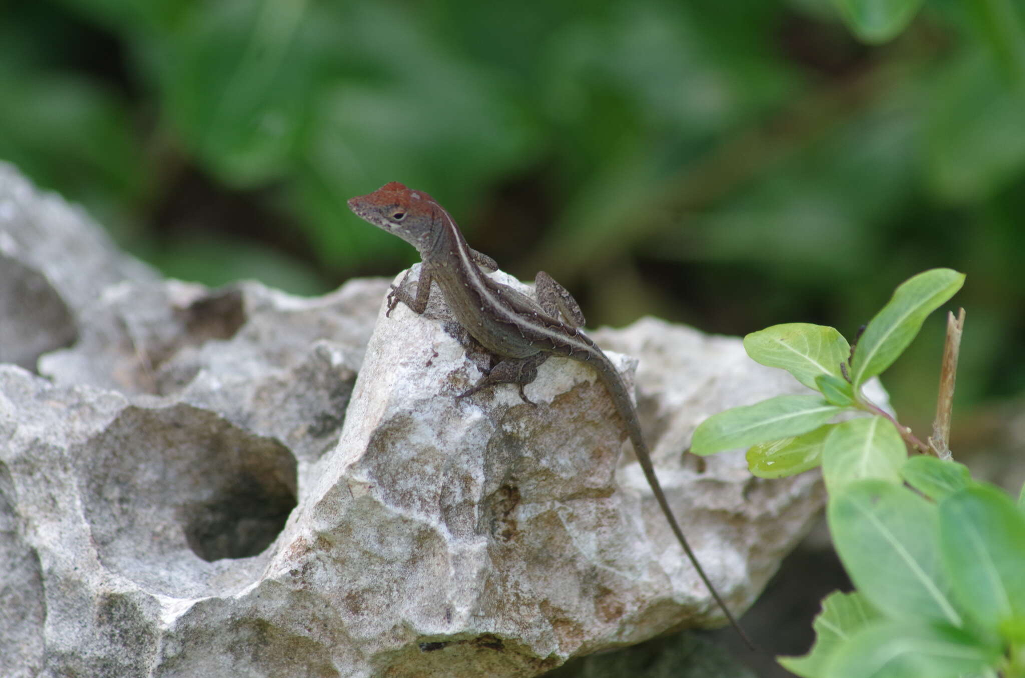 Image of brown anole