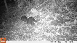 Image of cane rats