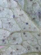 Puccinia pimpinellae (F. Strauss) Link 1824 resmi