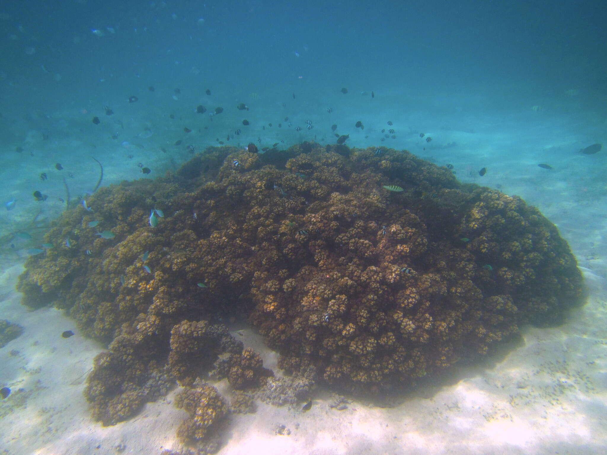 Image of Cauliflower Coral