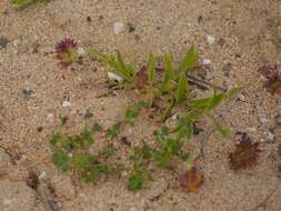 Imagem de Calendula tripterocarpa Rupr.