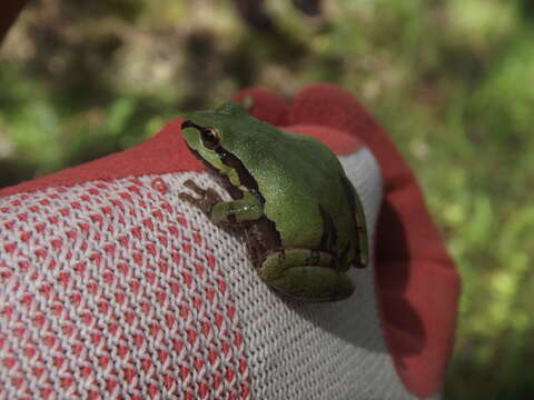 Image of Mountain Treefrog