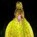 Image de Bulbophyllum muricatum J. J. Sm.