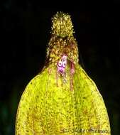 Image of Bulbophyllum muricatum J. J. Sm.