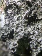 Image of strigula lichen