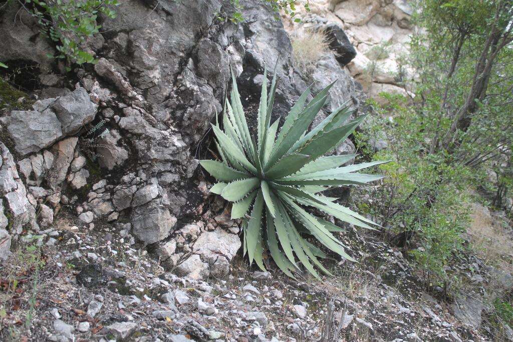 Agave xylonacantha Salm-Dyck resmi