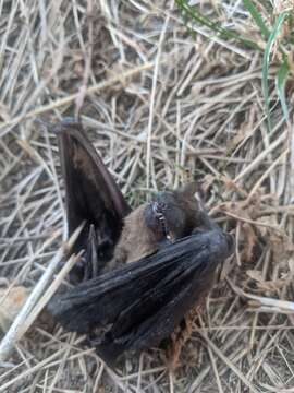 Image of leislers bat, lesser noctule