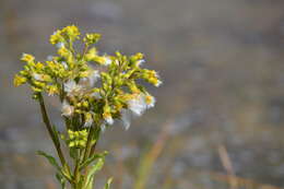 Image de Tephroseris palustris