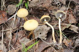 Слика од Leratiomyces magnivelaris (Peck) Bridge & Spooner 2008