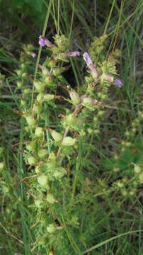 Image of Pedicularis palustris subsp. karoi (Freyn) Tsoong