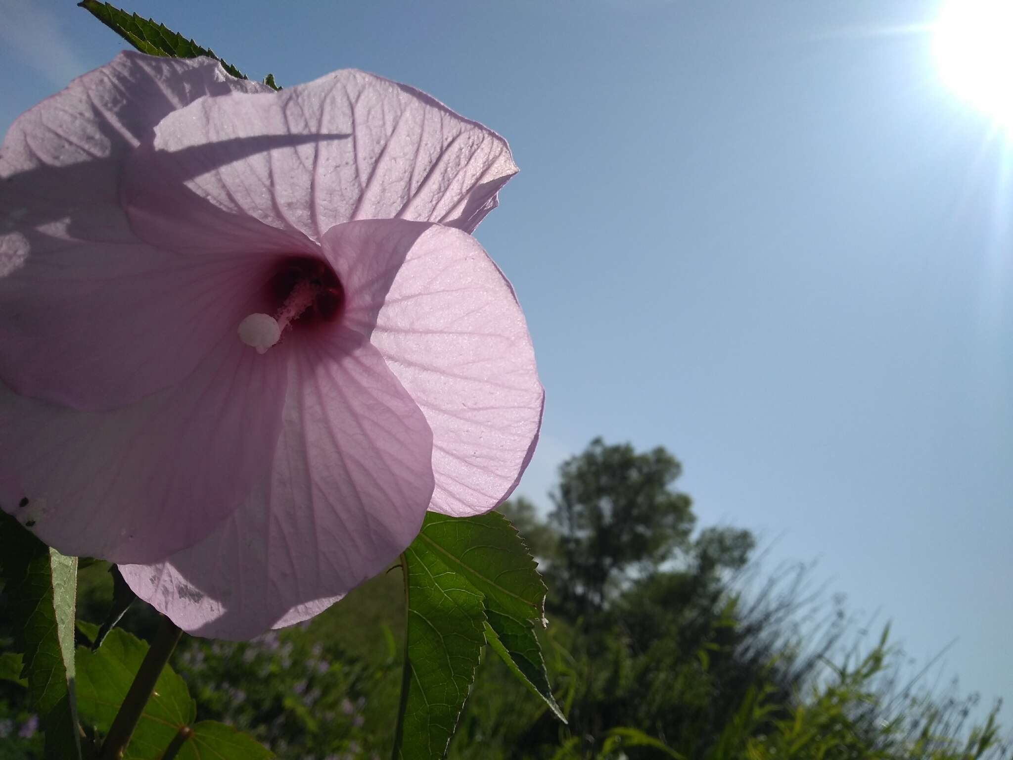 Hibiscus striatus Cav.的圖片