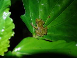 Image of Llanganates Rain Frog; Cutin de los Llanganates