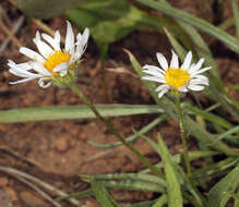 Image de Erigeron eatonii var. plantagineus (Greene) Cronq.