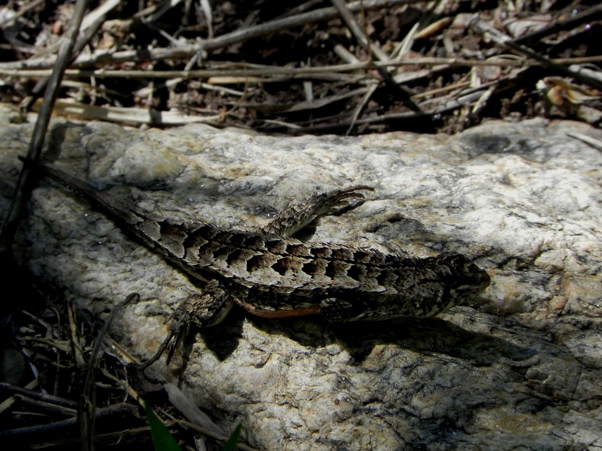 Image of Stenocercus doellojuradoi (Freiberg 1944)