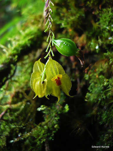 Image of Lepanthes caudatisepala C. Schweinf.