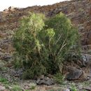 Image of <i>Ficus cordata</i> Thunb.