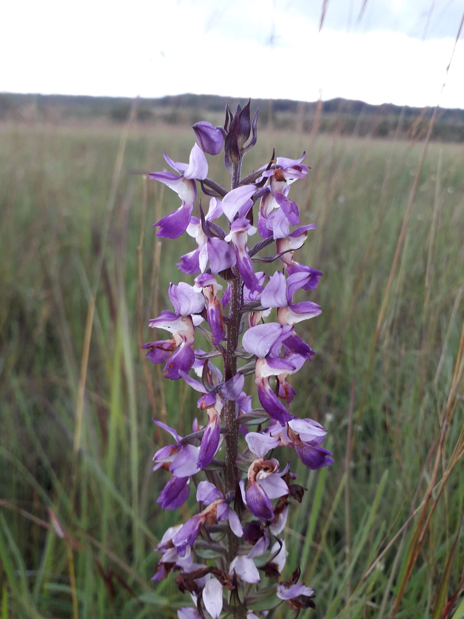 Image of Brachycorythis ovata Lindl.