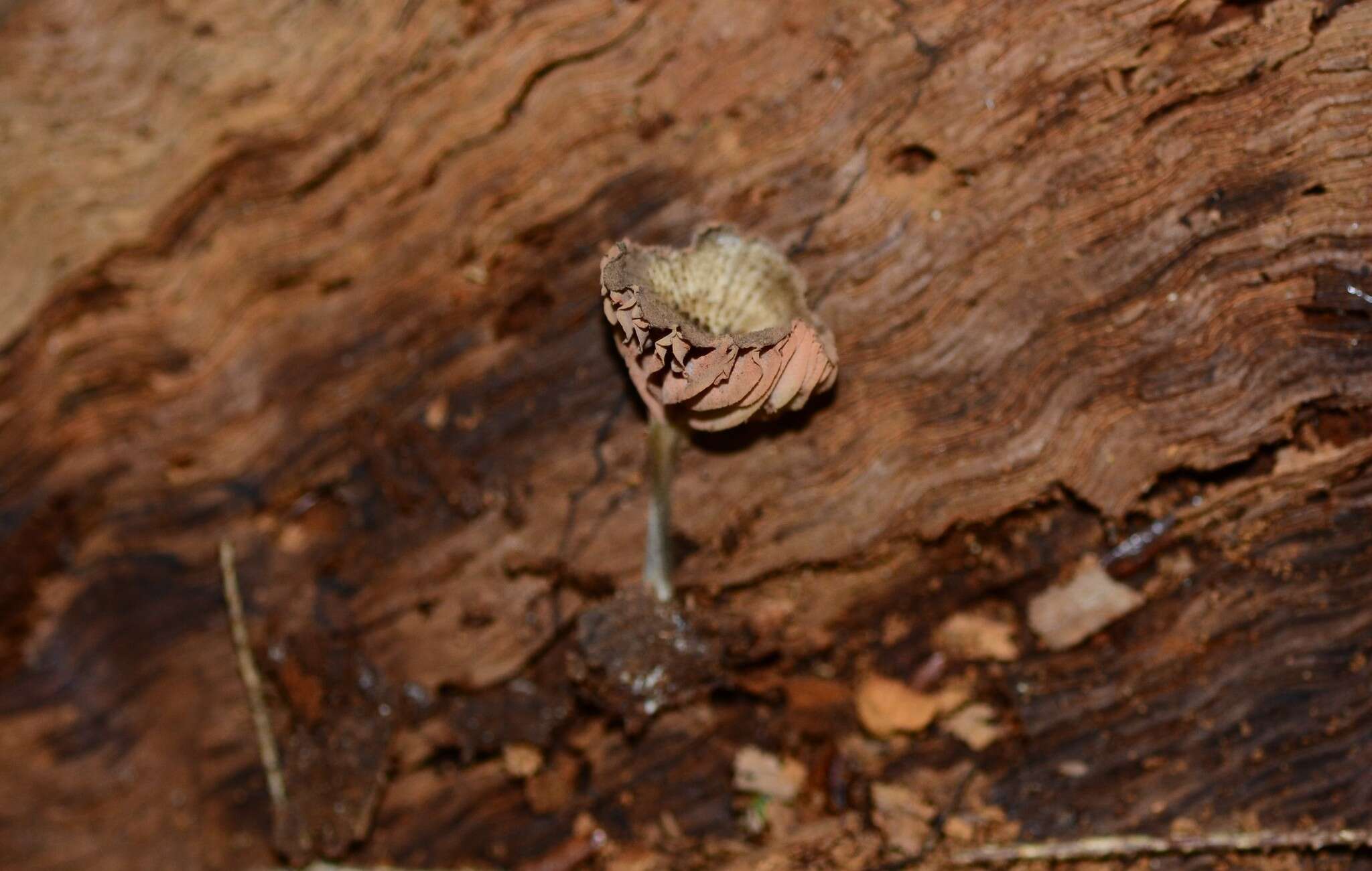 Image of Entoloma cuboideum Hesler 1967