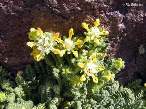 Image of Loasa caespitosa Phil.