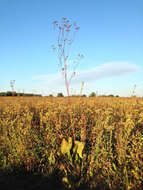 Image of prairie rosinweed