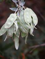 Image of Acacia pyrifolia DC.