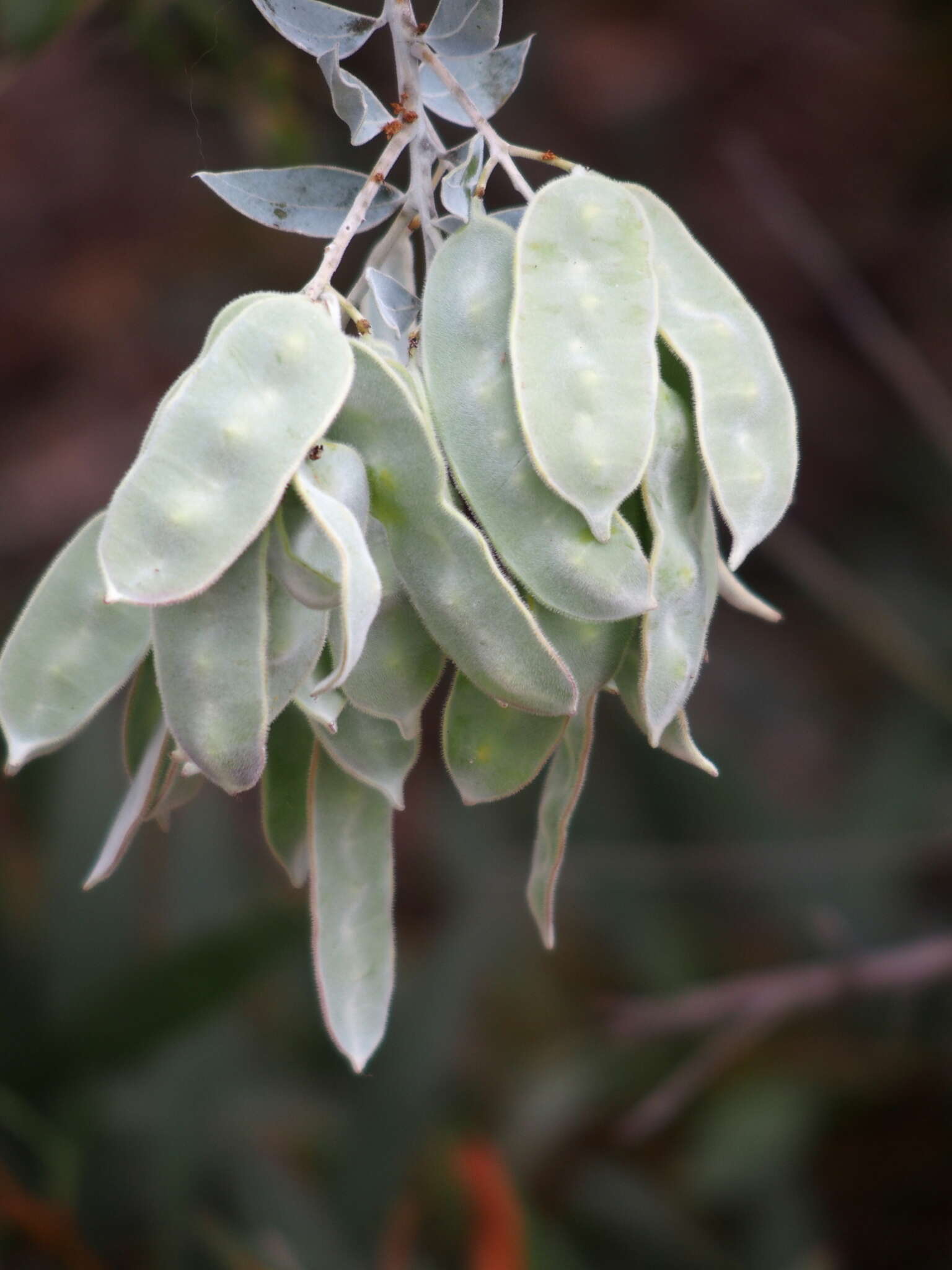 Image of Acacia pyrifolia DC.