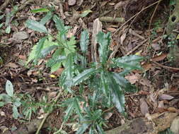 Image de Helicia cochinchinensis Lour.