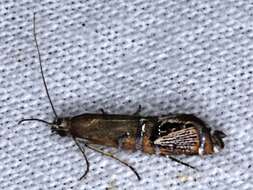 Слика од Glyphipterix cometophora Meyrick 1880