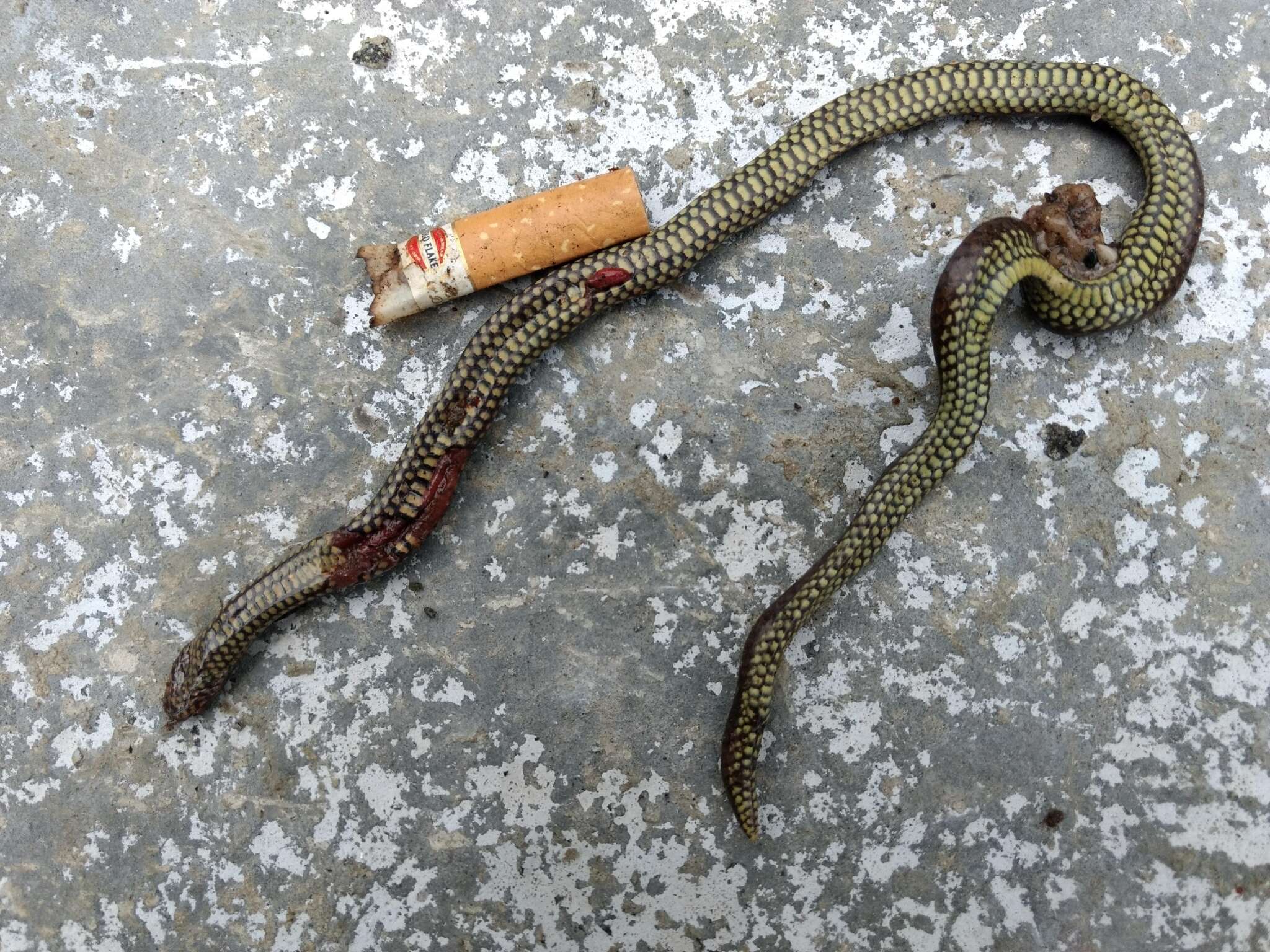 Image of Travancore Hills Thorntail Snake