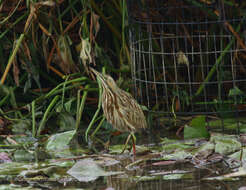 Image of American Bittern