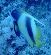 Image of Red Sea Bannerfish