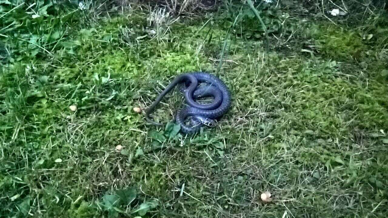 Image of Western whip snake