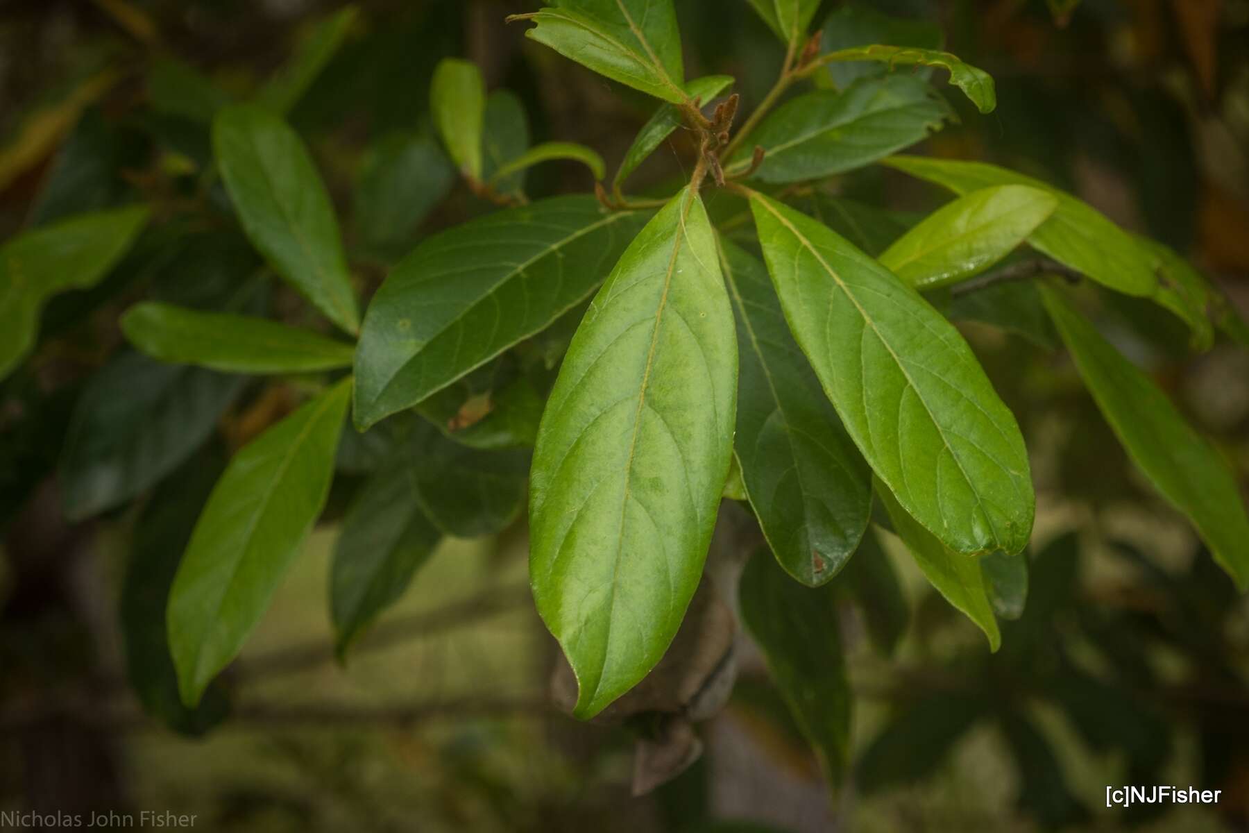 Image of Litsea australis B. P. M. Hyland