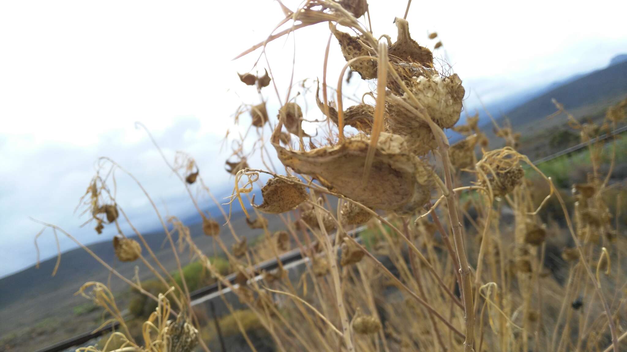 Image of Milkweed