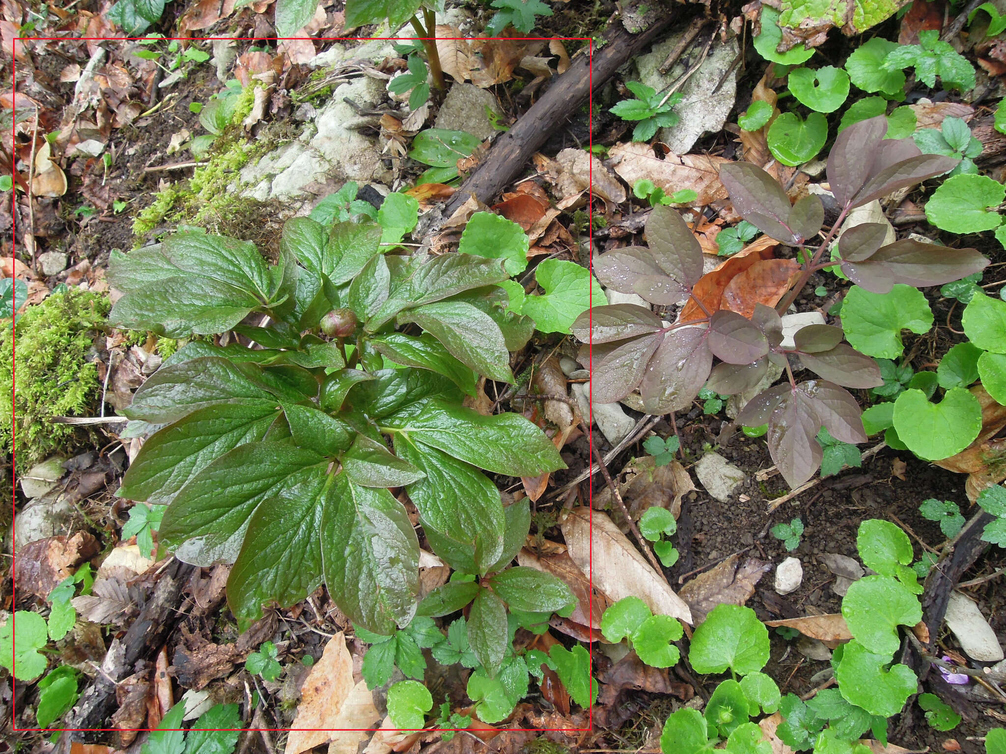 Image of Paeonia wittmanniana Hartw. ex Lindl.